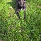 Lost Pet in Memphis, Tennessee — listing photo