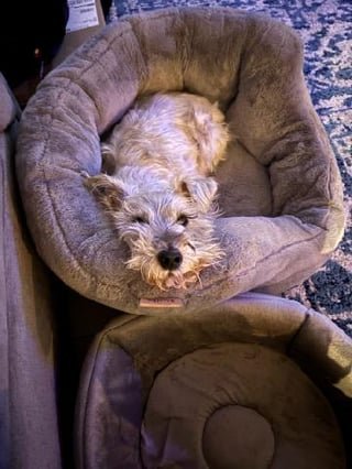 lost dog in Austin, Texas