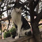 lost cat in San Gabriel, California