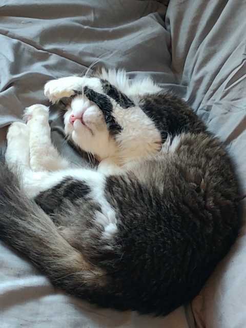 Lost Cat in Concordia — listing photo