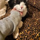 Lost Cat in Providence, Rhode Island — listing photo