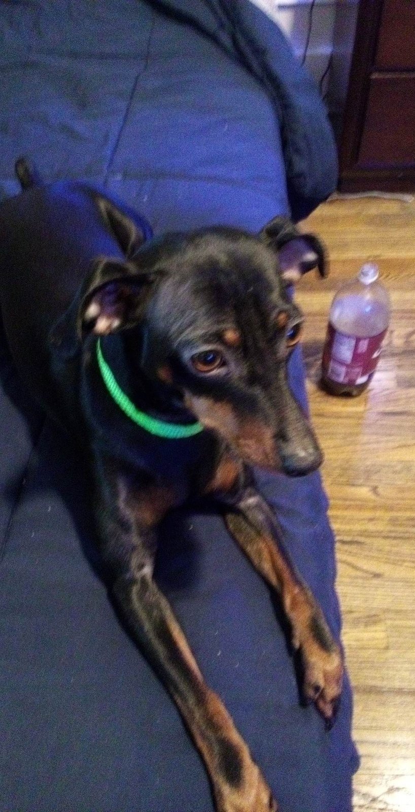 Lost Dog in Lakewood, Ohio — listing photo