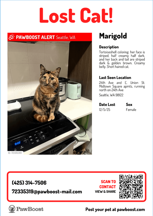 lost cat in K