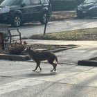 found dog in Chicago, Illinois