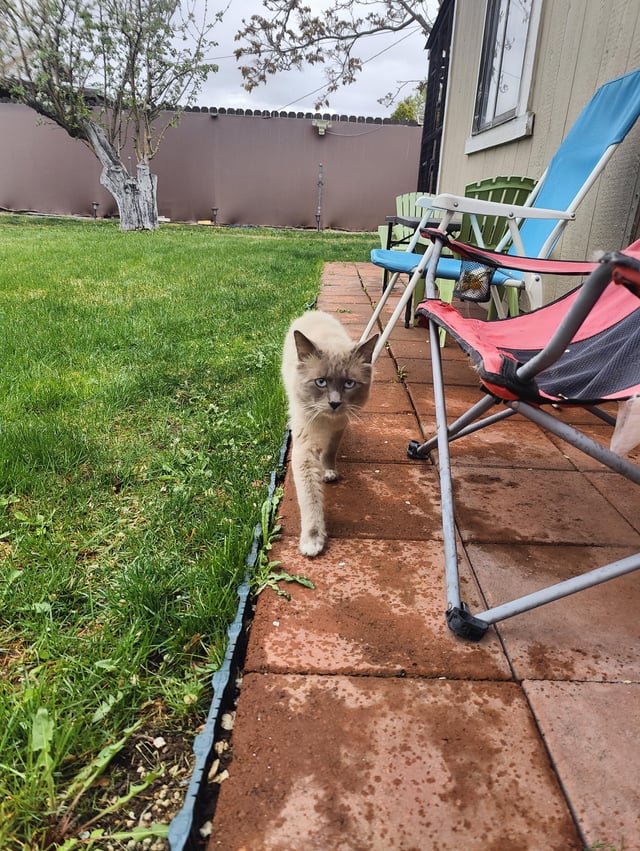 lost cat in Reno, Nevada