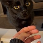 lost cat in Indianapolis, Indiana