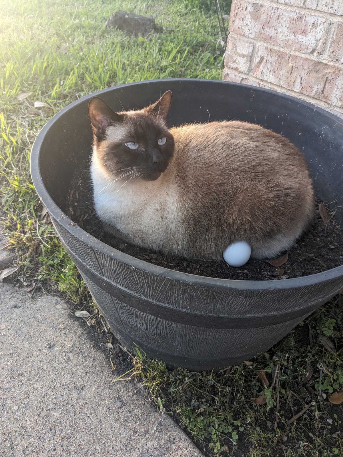 Lost Cat in Rowlett, Texas — listing photo