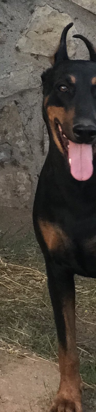 Lost Dog in El Paso, Texas — listing photo