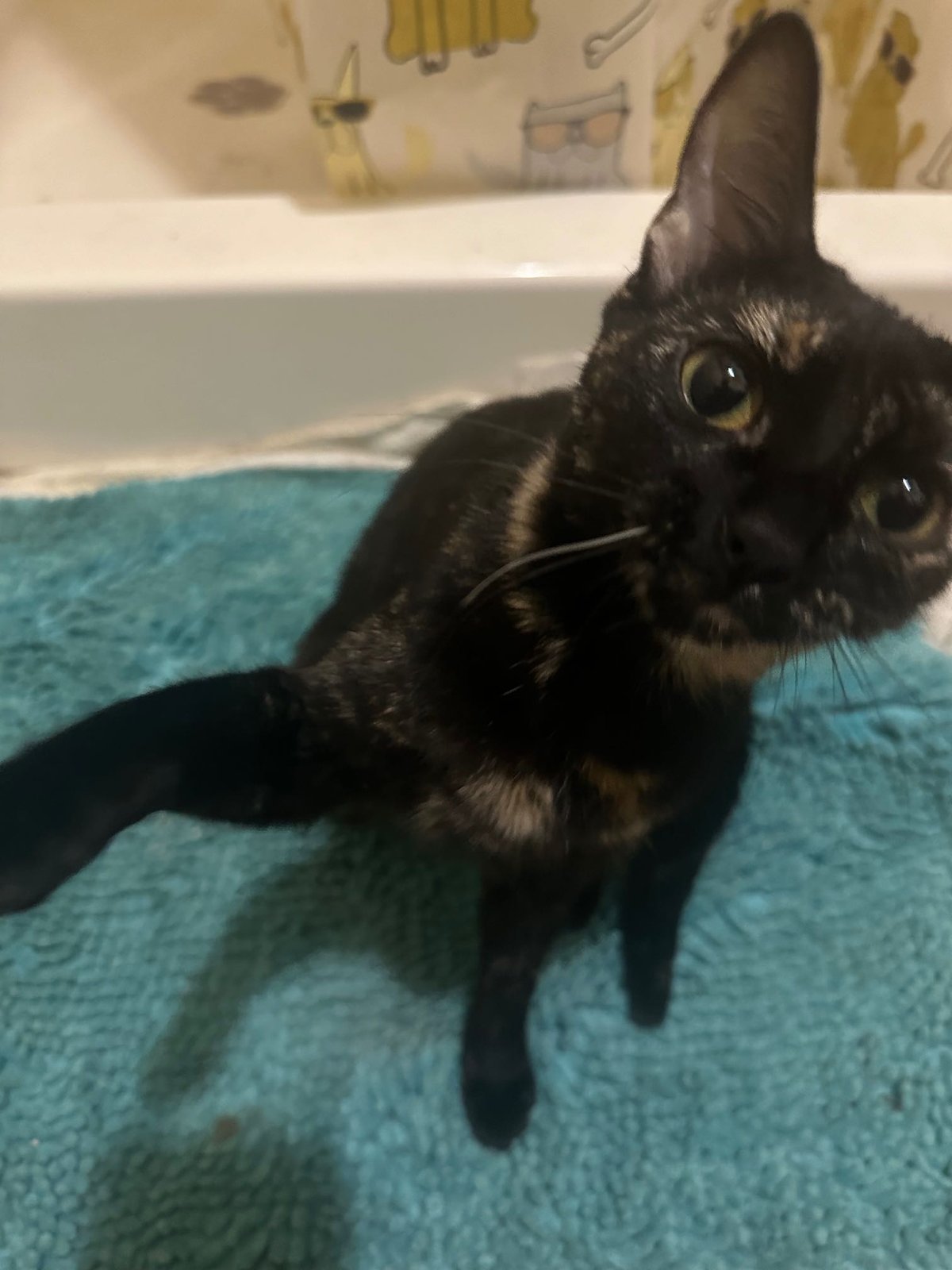 Lost Cat in Portland, Maine — listing photo
