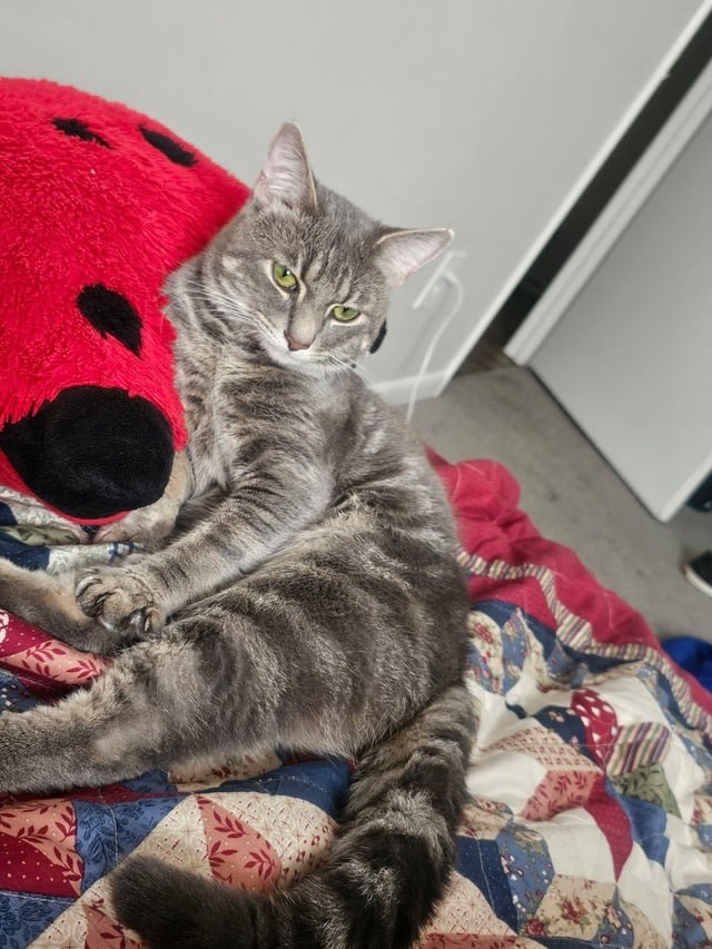 Lost Cat in Winston-Salem, North Carolina — listing photo