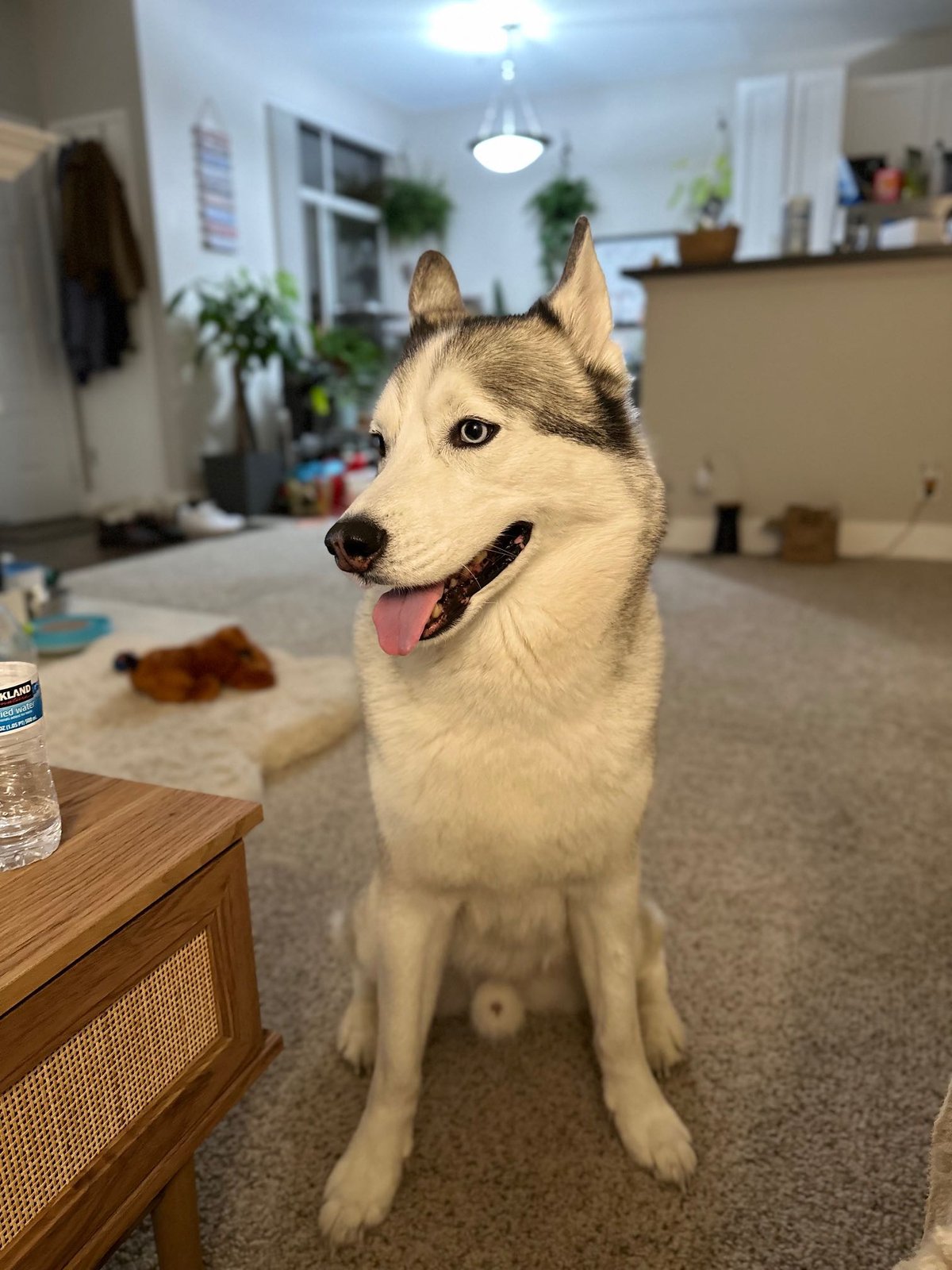 Lost Dog in San Jose, California — listing photo