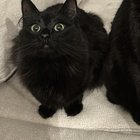 lost cat in Austin, Texas