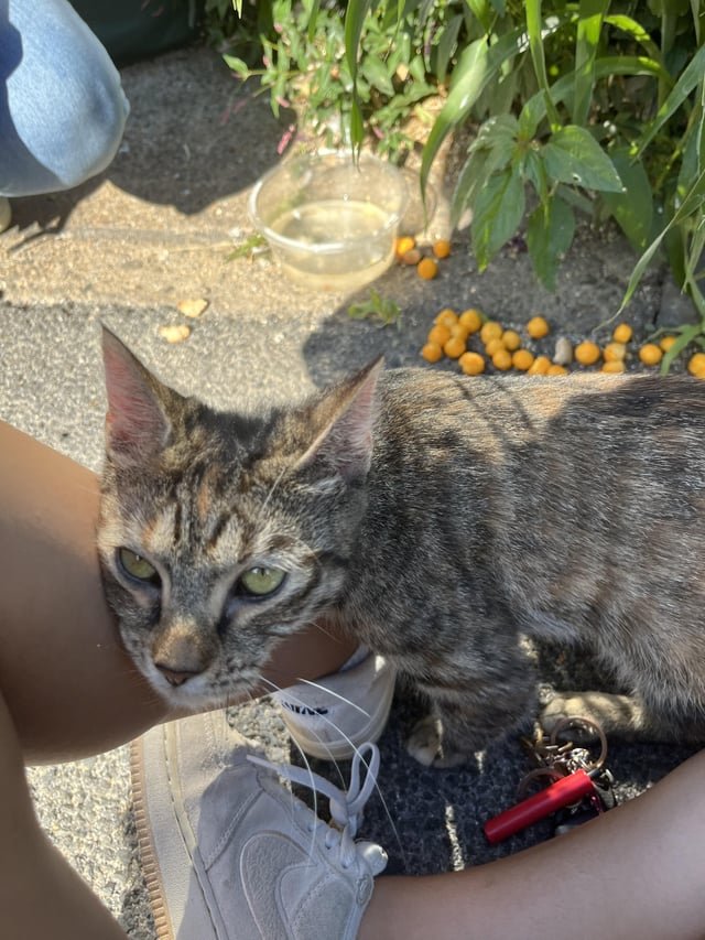 found cat in New York, New York