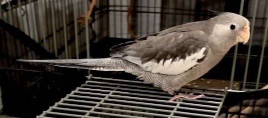 Lost Pet in Monterey Park, California — listing photo
