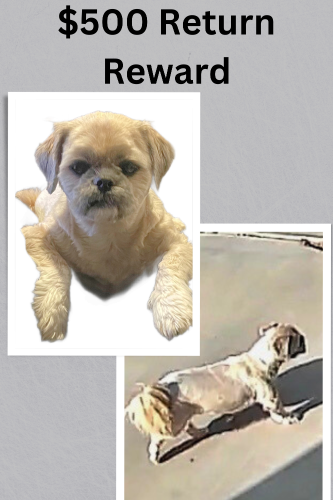 Lost Dog in Phoenix, Arizona — listing photo