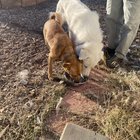 found dog in Reno, Nevada