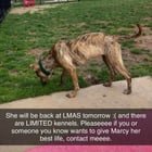 Found Dog in Louisville, Kentucky — listing photo