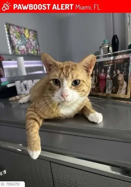 found cat in Euless, Texas