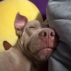 Found Dog in San Antonio, Texas — Rescued pet