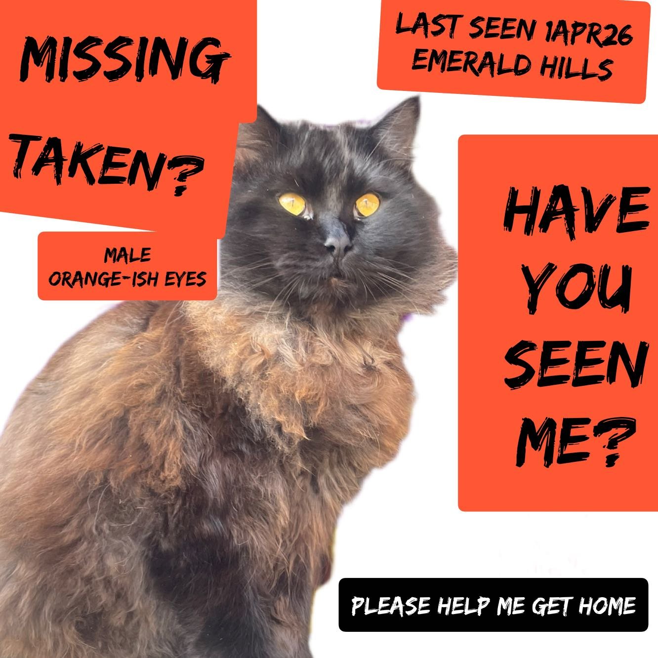 Lost Cat in San Diego, California — listing photo
