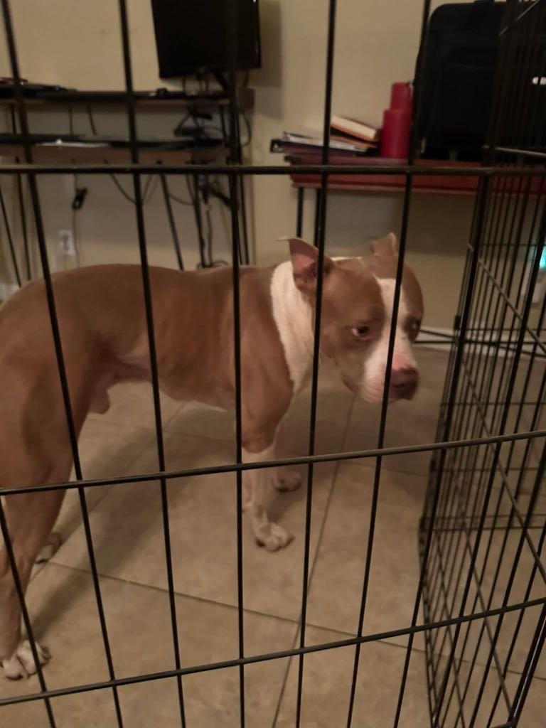 Found Dog in Phoenix, Arizona — listing photo
