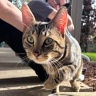 Lost Cat in Portland, Oregon — listing photo