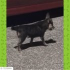 lost pet in Tampa, Florida