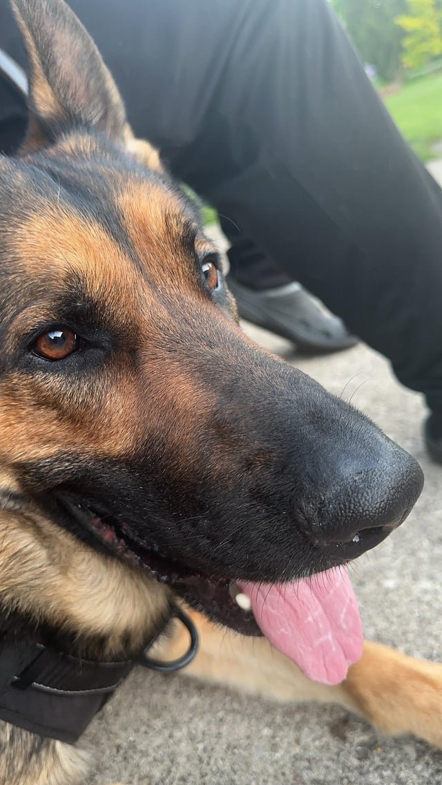 Pet alert in Cincinnati, Ohio — Please help