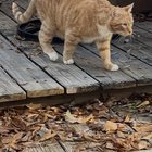Lost Cat in Memphis, Tennessee — listing photo
