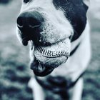 lost dog in San Francisco, California