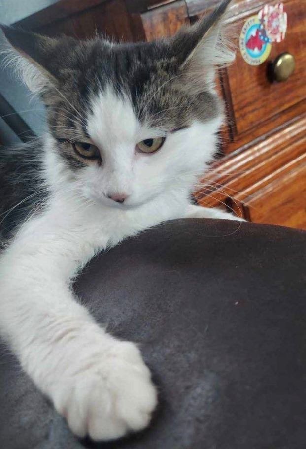 Lost Cat in Colorado Springs, Colorado — listing photo