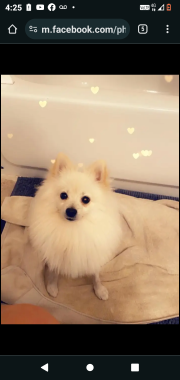 Lost Dog in San Francisco, California — listing photo