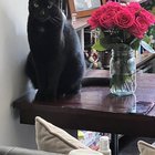 Lost Cat in Philadelphia, Pennsylvania — listing photo