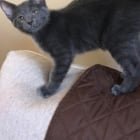 Pet alert in Milwaukee, Wisconsin — Did anyone adopt a gray kitten in 2019?