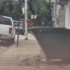 Lost Dog in Baltimore, Maryland — Anyone's Lost Dog?