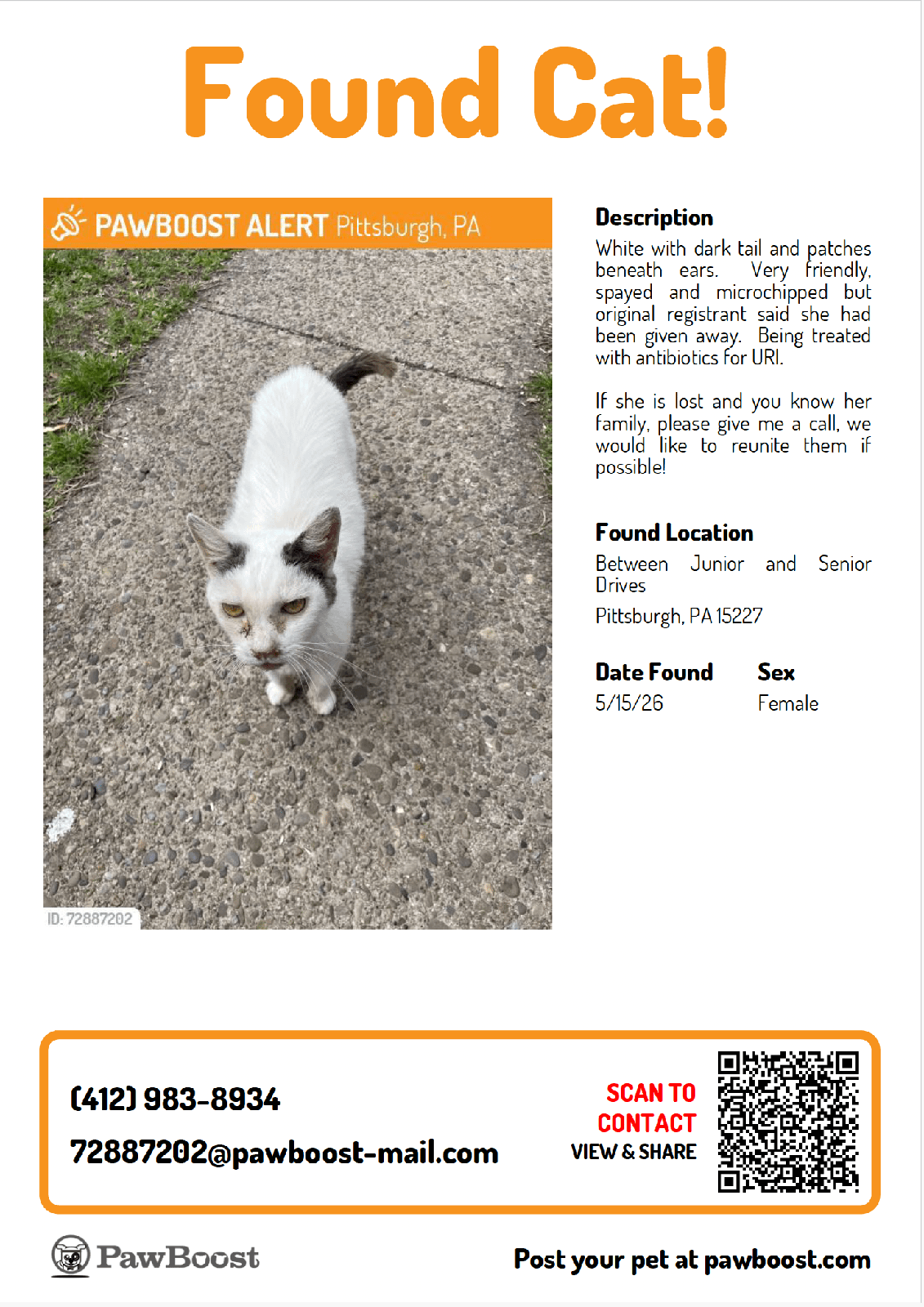 Found Pet in Pittsburgh, Pennsylvania — listing photo
