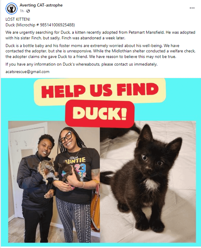 Lost Cat in K — Help Find Missing Kitten