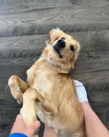 Lost Dog in NC 28634 — listing photo