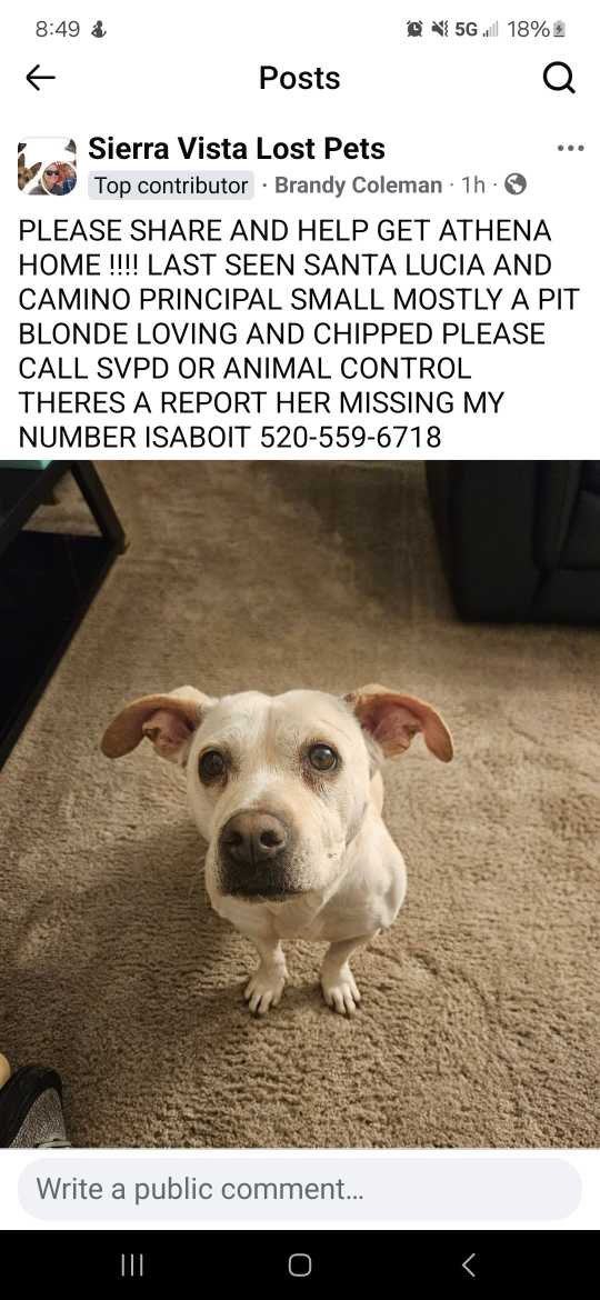 Lost Dog in Sierra Vista, Arizona — listing photo