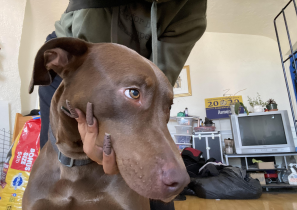 Lost Dog in Oakland, California — listing photo