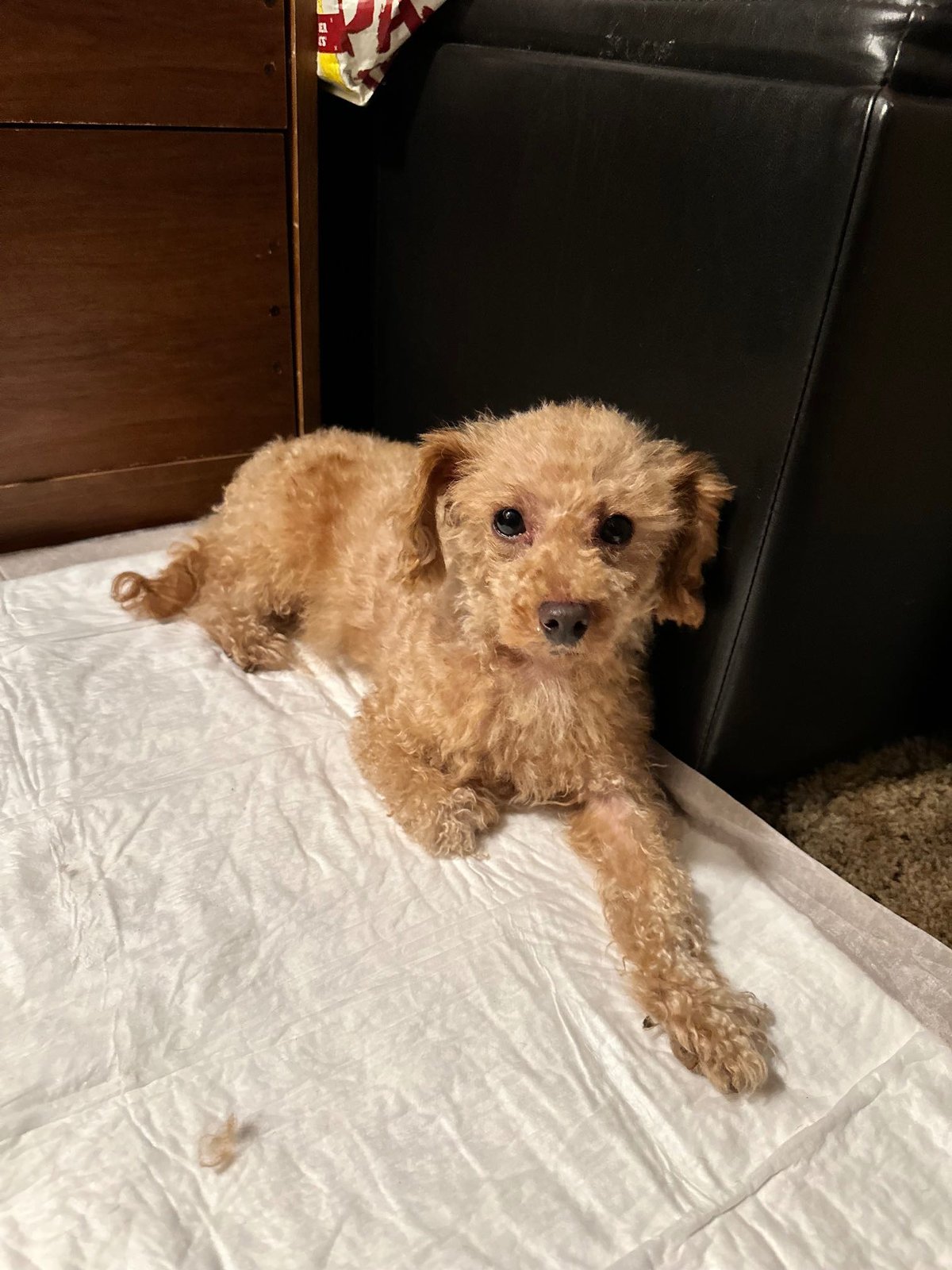 Found Dog in Oakland, California — listing photo