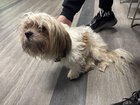 found dog in Philadelphia, Pennsylvania
