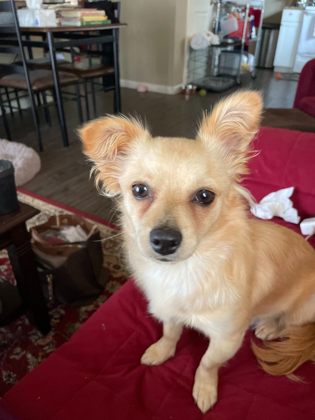 Lost Dog in Georgetown, Texas — listing photo