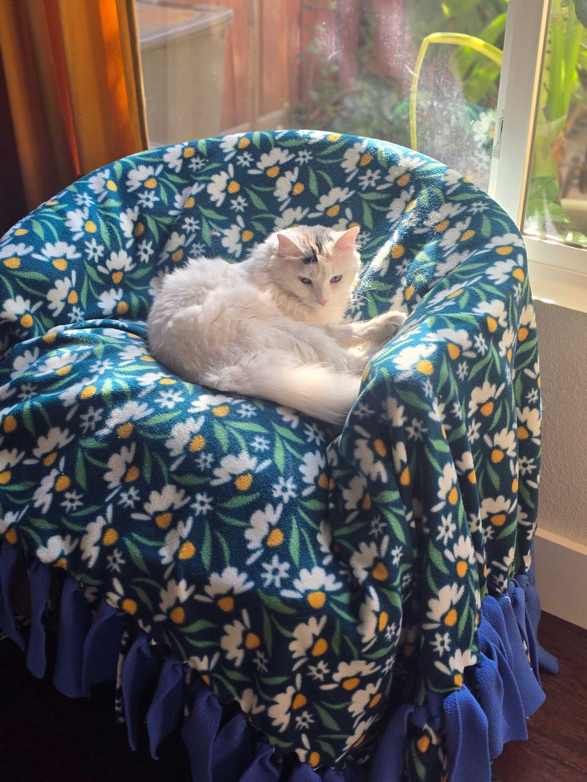 Lost Cat in Riverside, California — listing photo