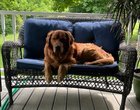 lost dog in Nashville, Tennessee