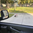 found dog in Rescue