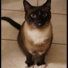 lost cat in Hillsboro, Oregon