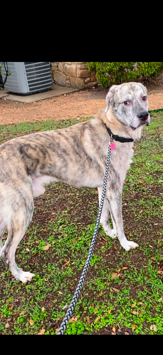 Lost Dog in San Antonio, Texas — listing photo