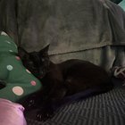 lost cat in San Diego, California