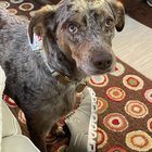 lost dog in Jacksonville, North Carolina